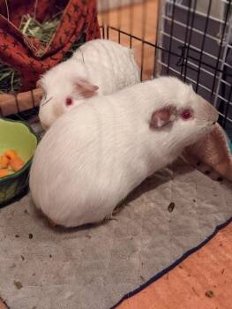 Rescue Short Haired Guinea Pigs for Adoption in Puyallup, Washington - Frenchie+Bean *BONDED* | PetCurious